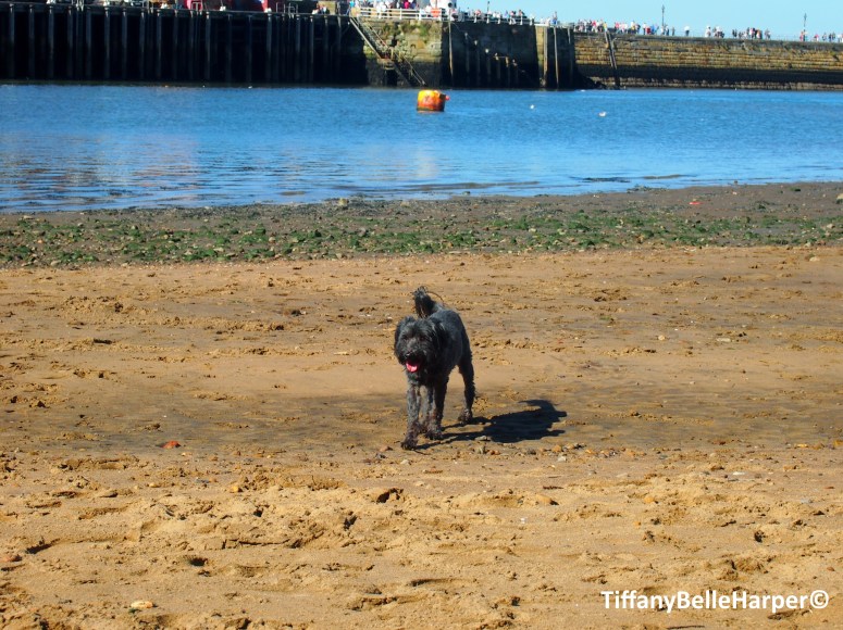 Tiffany Belle Harper Photography