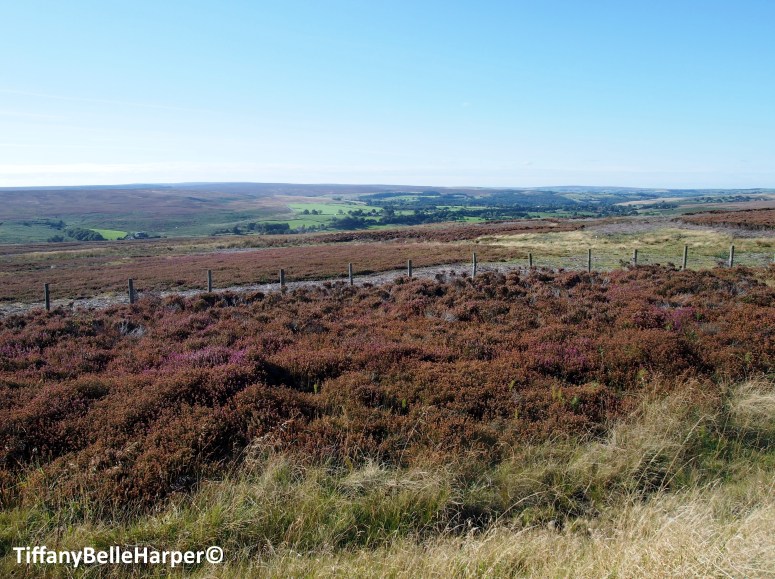 Tiffany Belle Harper Photography